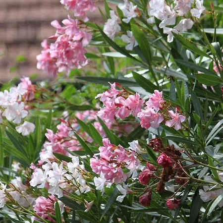 Gaestehaus Susanne Pfaffmann 4* Landau in der Pfalz