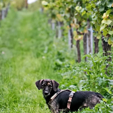 Gaestehaus Susanne Pfaffmann 4* Landau in der Pfalz