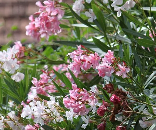 Gaestehaus Susanne Pfaffmann 4* ランダウ・イン・デア・プファルツ