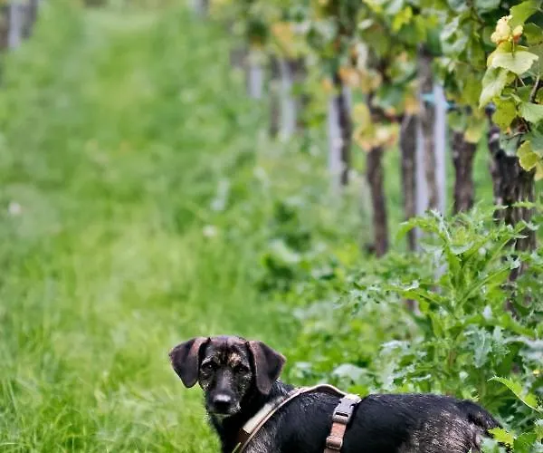 Gaestehaus Susanne Pfaffmann 4* ランダウ・イン・デア・プファルツ